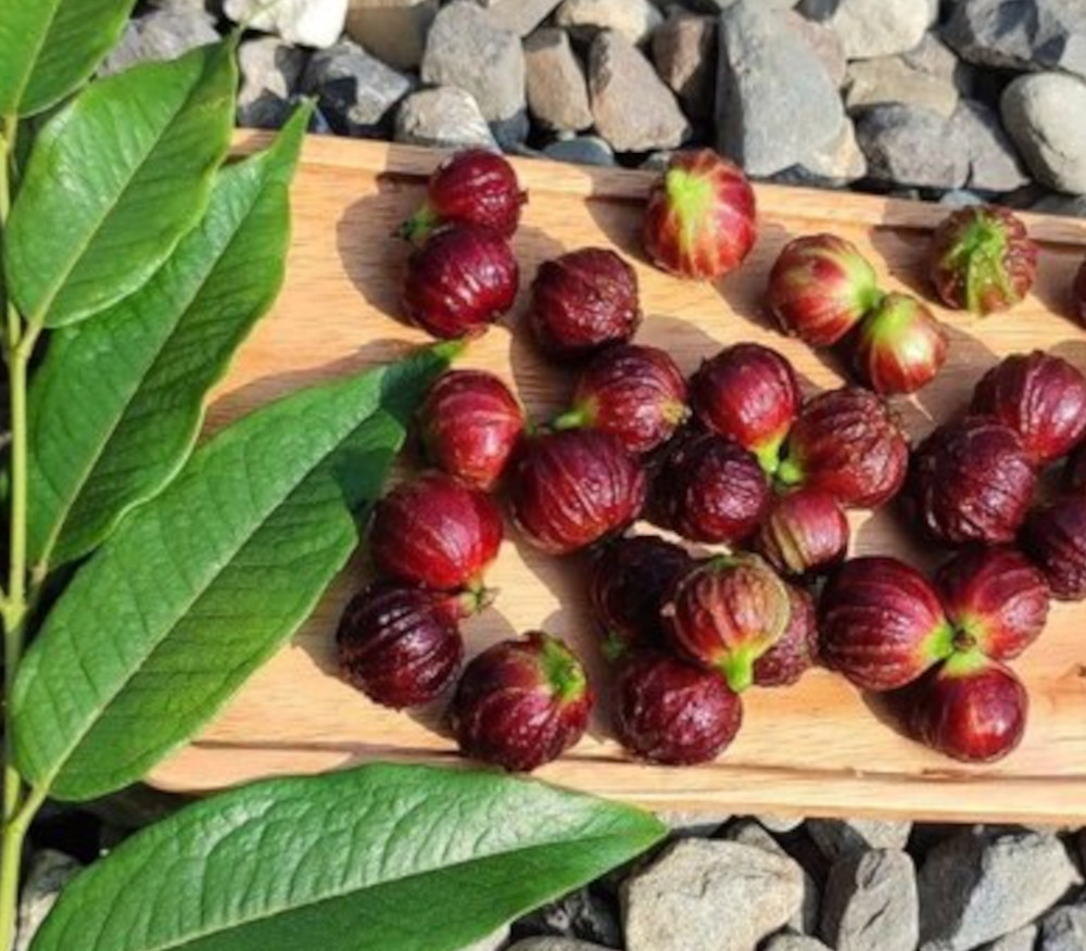 Plinia sp. - Brilliant Star T13 Jaboticaba - Seeds