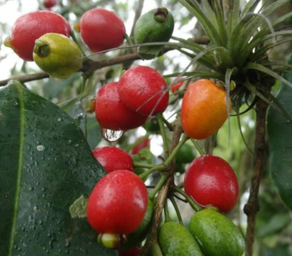 Eugenia cerasiflora - Cherry Pitanga - Seeds