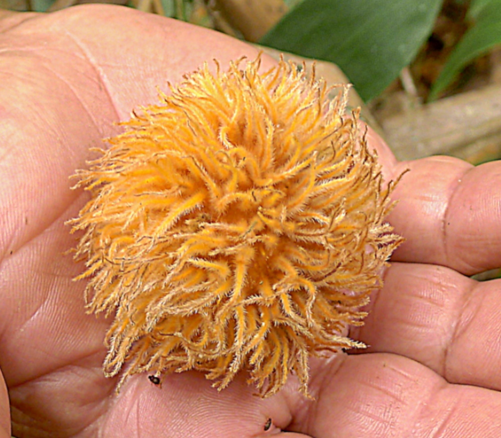 Pouteria torta cf. Gallifructa - Wooly Abiu - Seeds