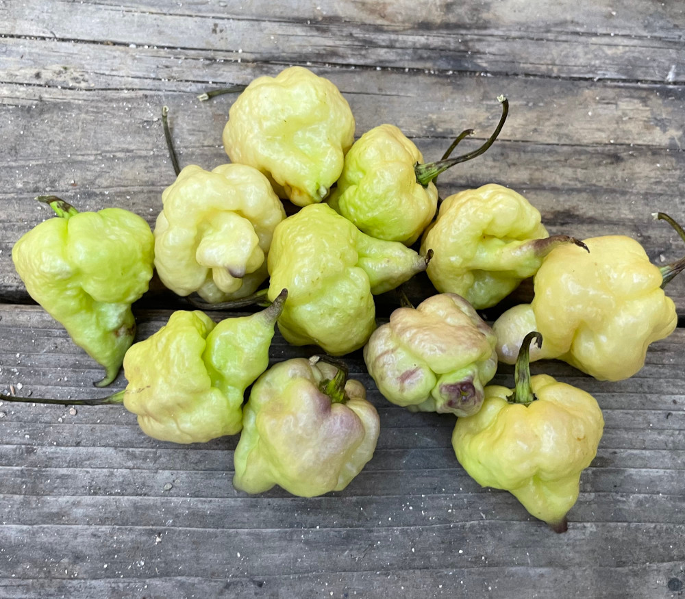 ペッパーペッパー Jay's Pink Lemon Reaper Pepper Seeds