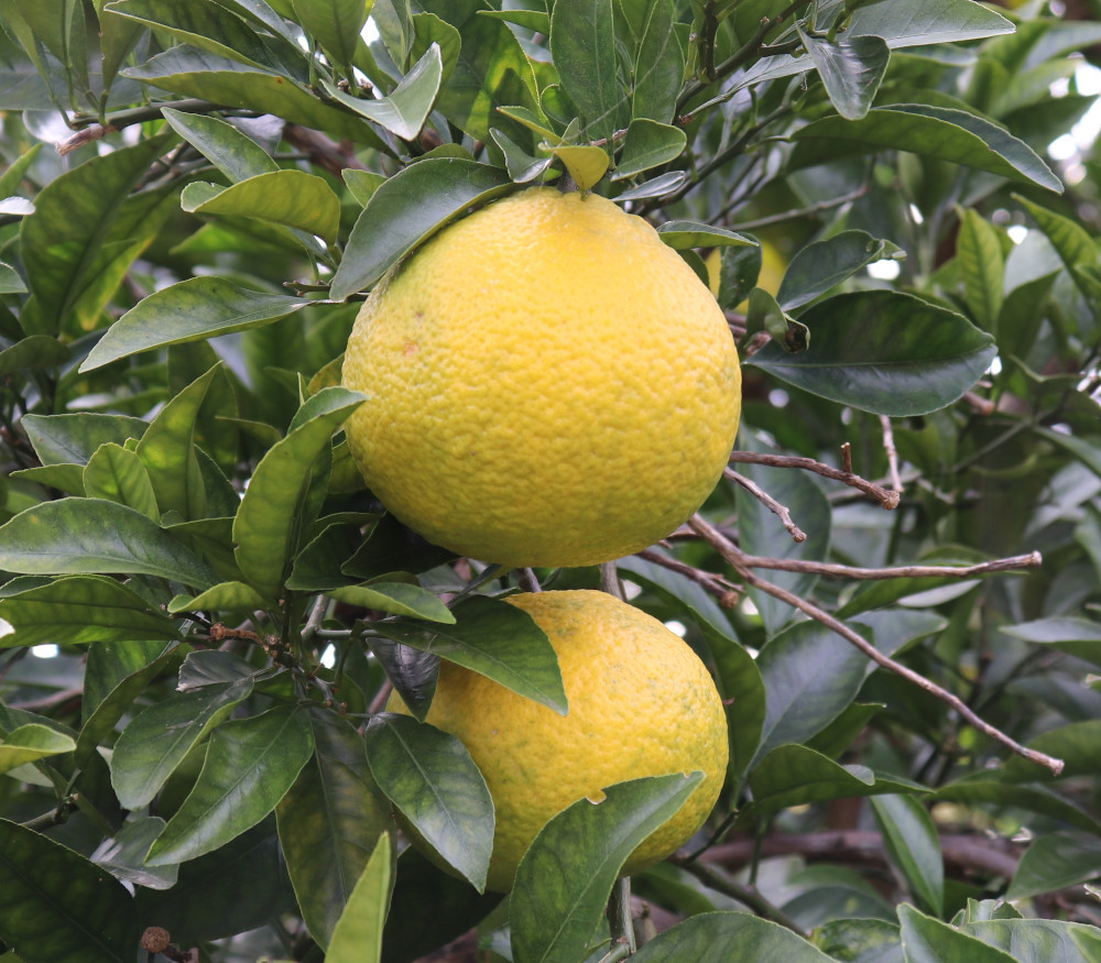 きりんご Citrus obovoidea - Kinkoji - Seeds