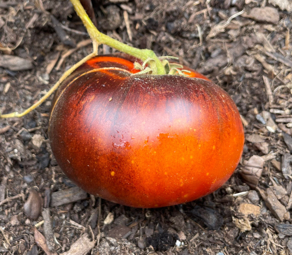 Blue Pineapple Tomato Seeds