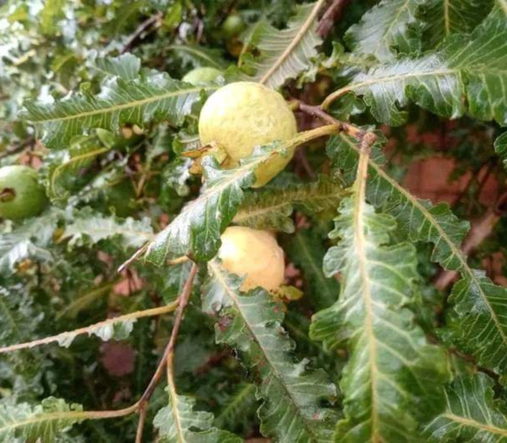 Psidium guajava - Fern Leaf Guava - Seeds