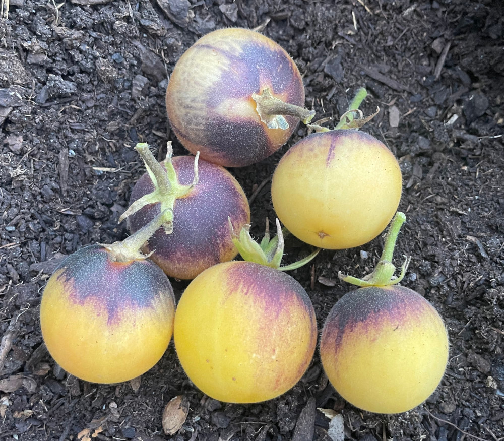 トマト〻 Fuzzy Blue Balls Tomato Seeds