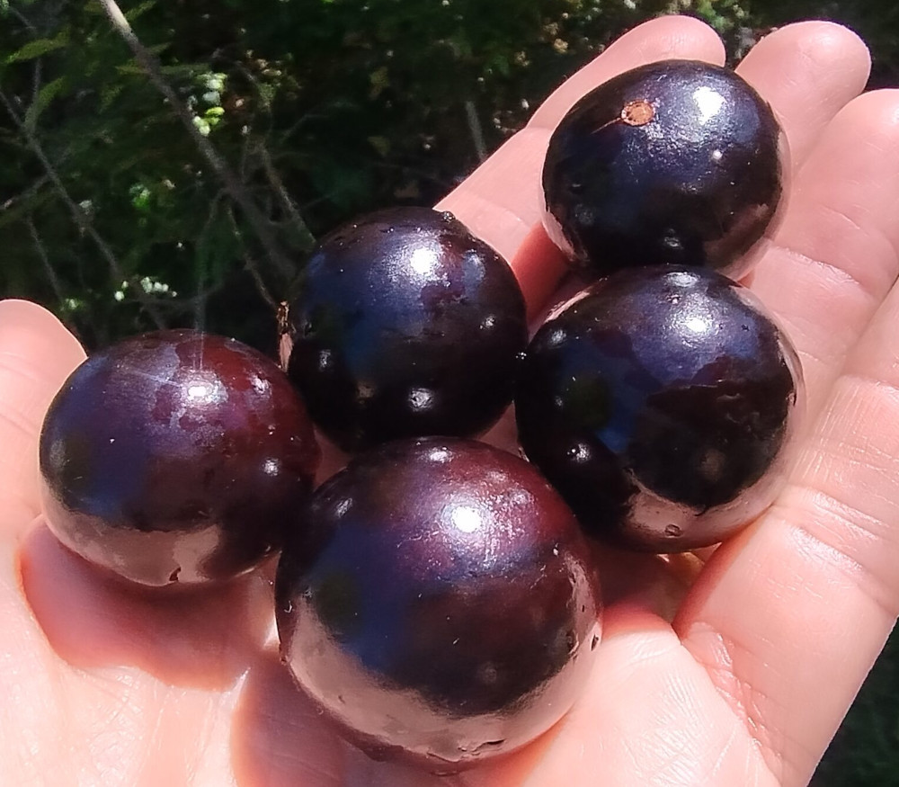 Plinia sp. - Jaboticaba de Capiovi - Seeds
