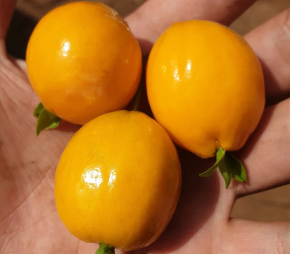 Eugenia aff glandulosa - Pitanga Laranja do Cerrado - Seeds