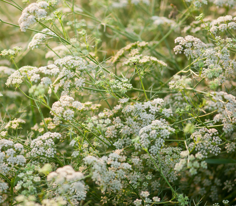 Cuminum cyminum - Cumin - Seeds