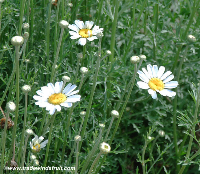 Chrysanthemum cinerariifolium Pyrethrum Seeds