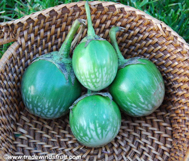 Snowy Eggplant Seeds