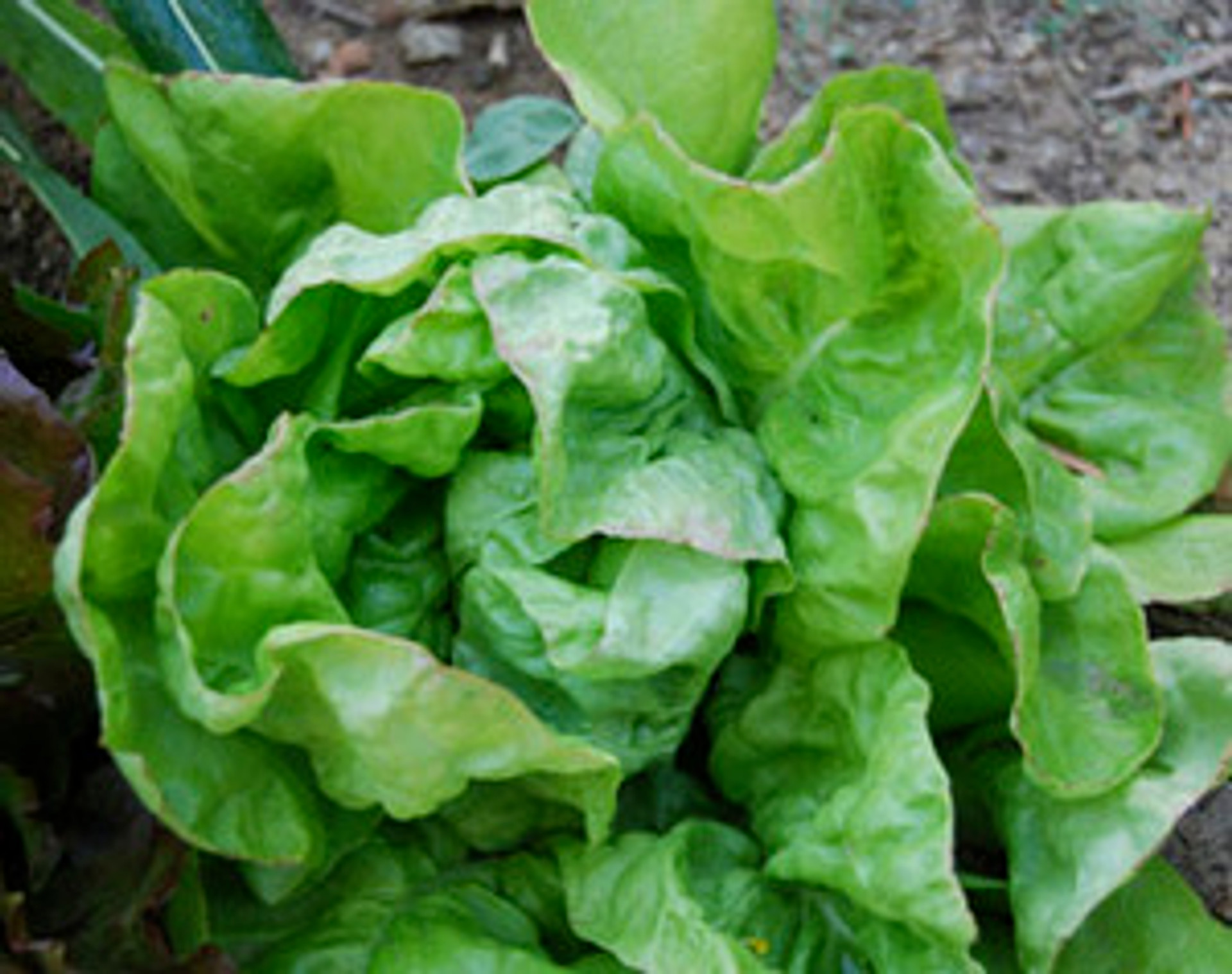 May Queen Lettuce Seeds