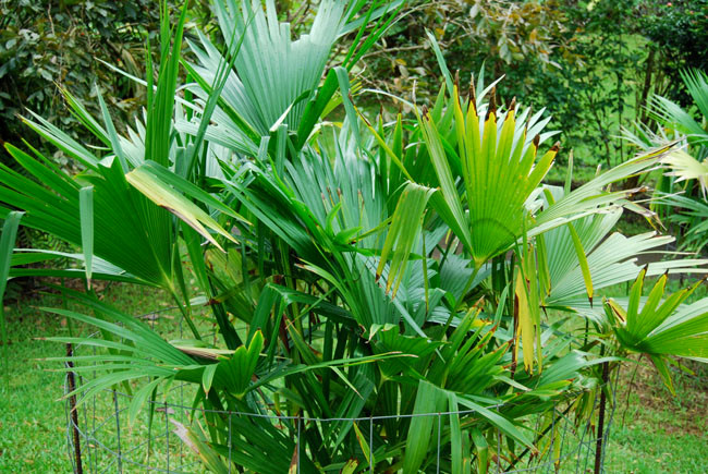 Carludovica Palmata Panama Hat Plant Seeds carludovica-palmata-panama-hat-plant-seeds