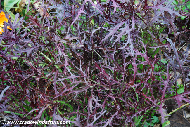 Mustard, Ruby Streaks Seeds