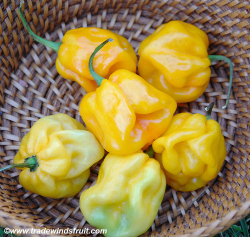 Big Sun Habanero Seeds