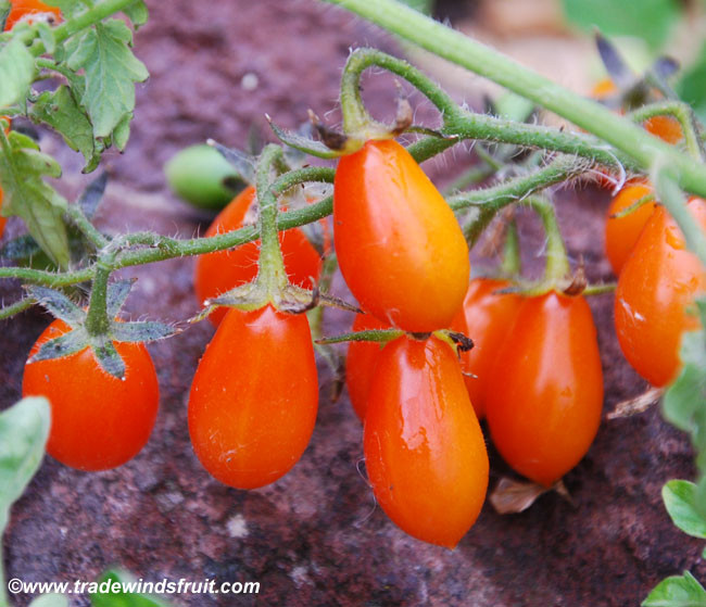 Galapagos Island Tomato, Pear Shaped Seeds
