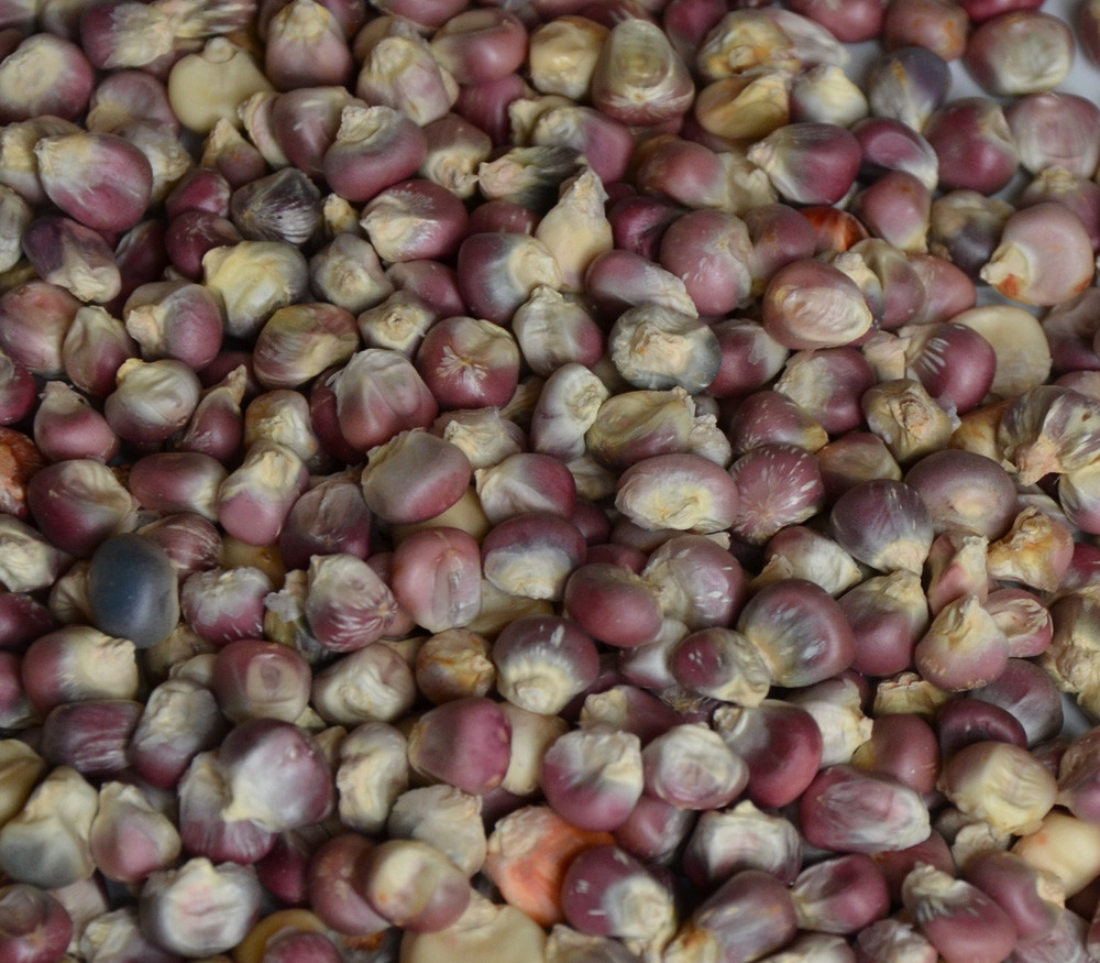 Hopi Pink Corn Seeds