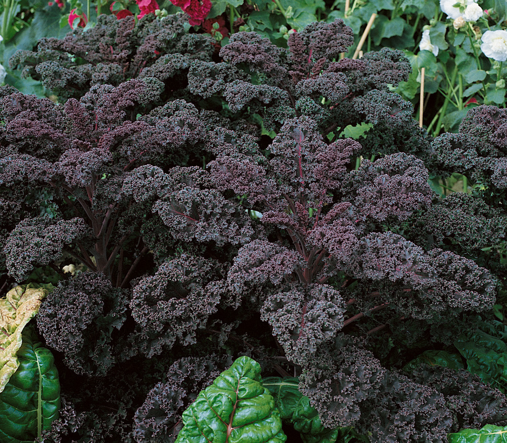 Kale Seeds, Scarlet - 150 Seeds, Purple Kale Seeds, Non-GMO