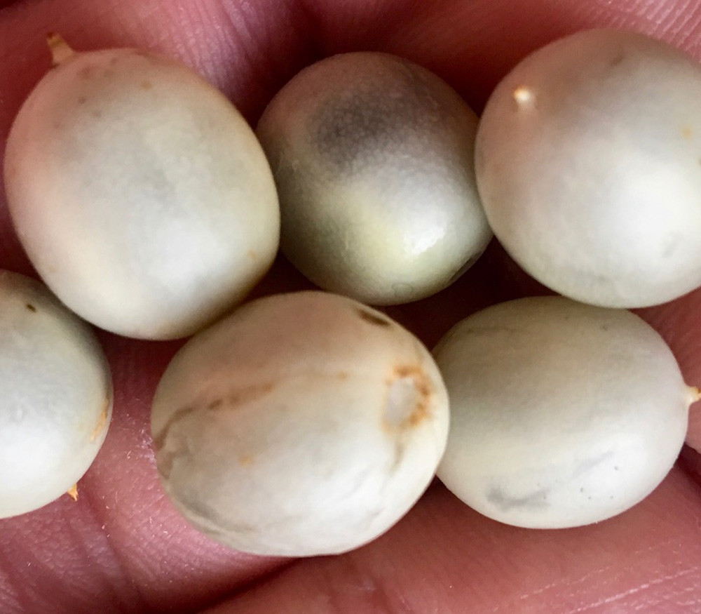 Japonica Striped Maize Seeds