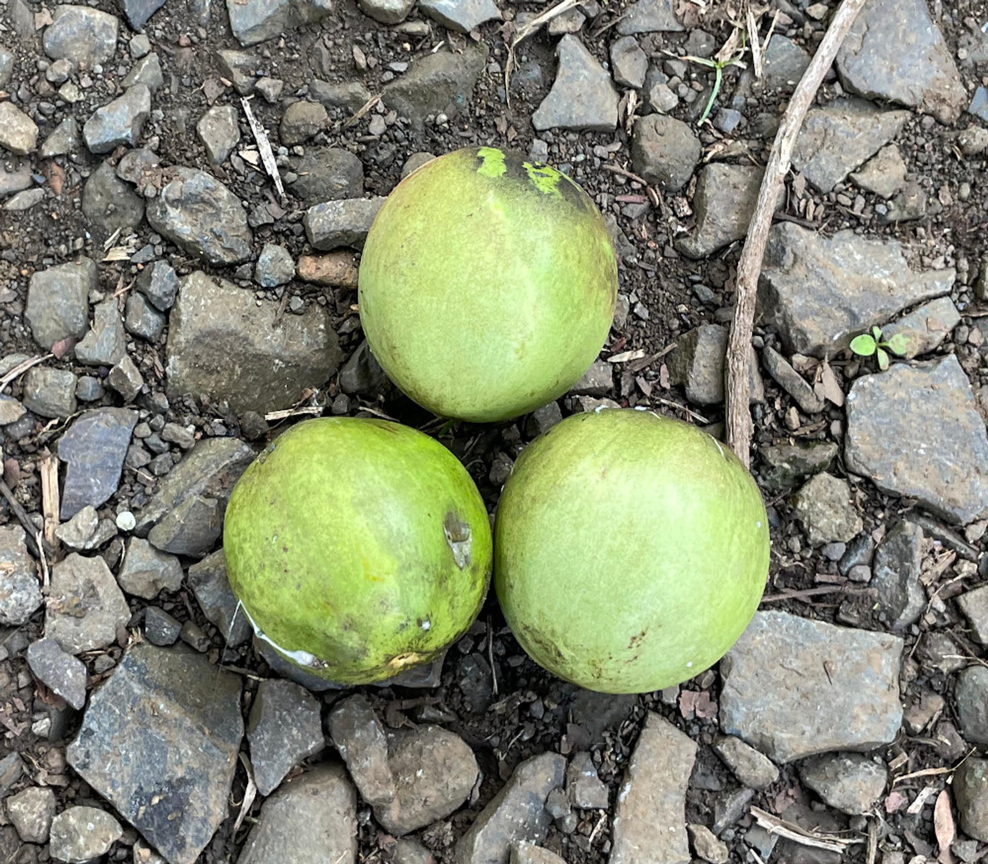 purple star apple