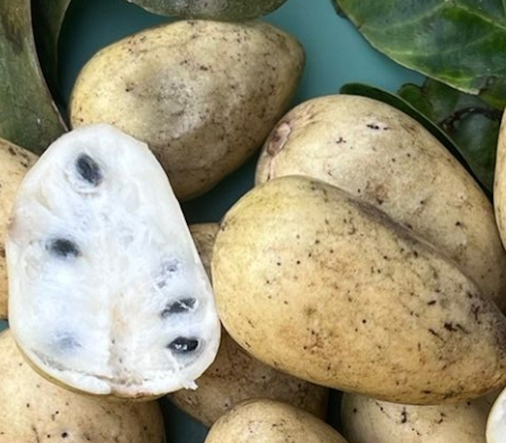 Annona herzogii - Wild Annona - Seeds