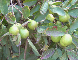 Psidium guajava Egyptian Guava Seeds