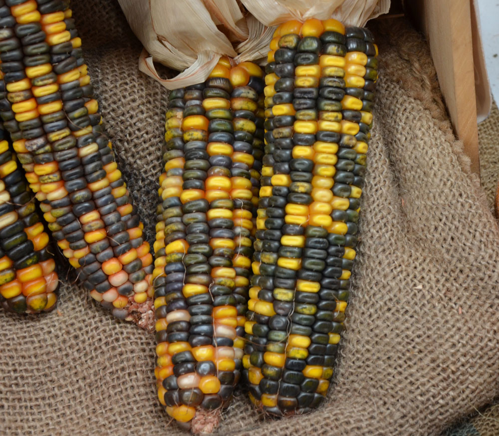 Oaxacan Green Dent Corn Seeds