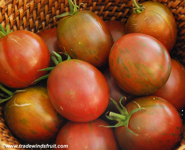 Tie Dye Tomato Plant