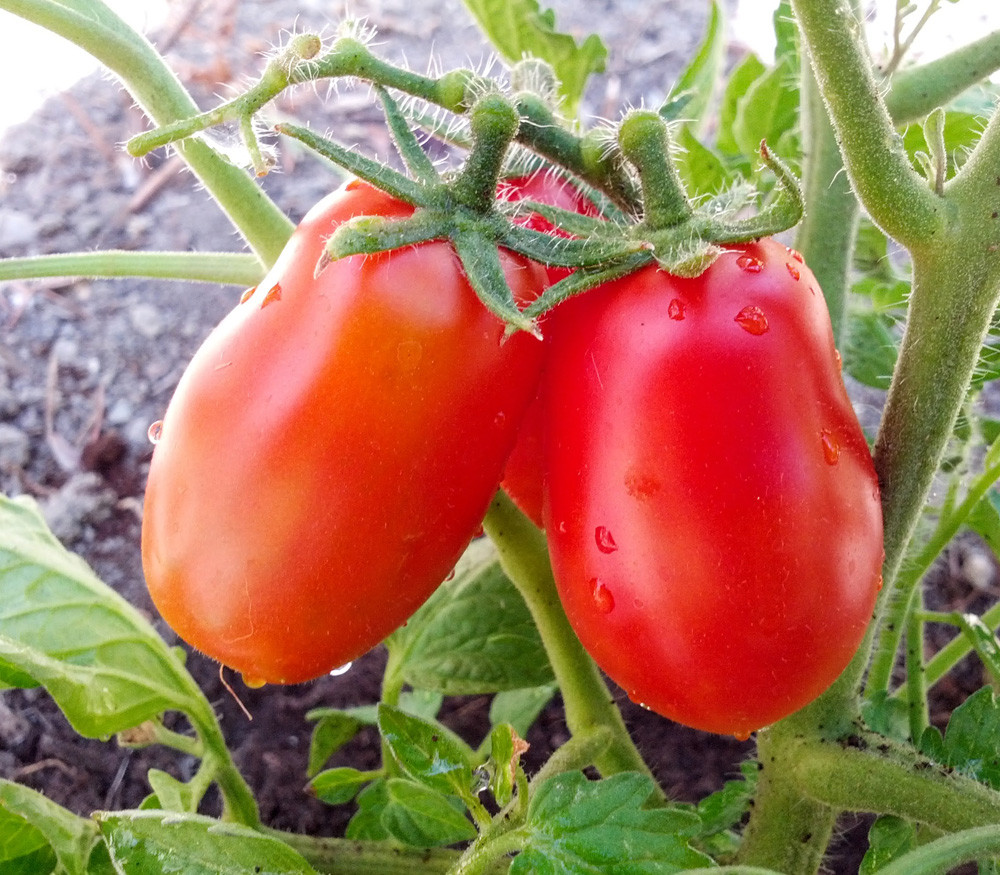 San Marzano 2 Tomato Seeds