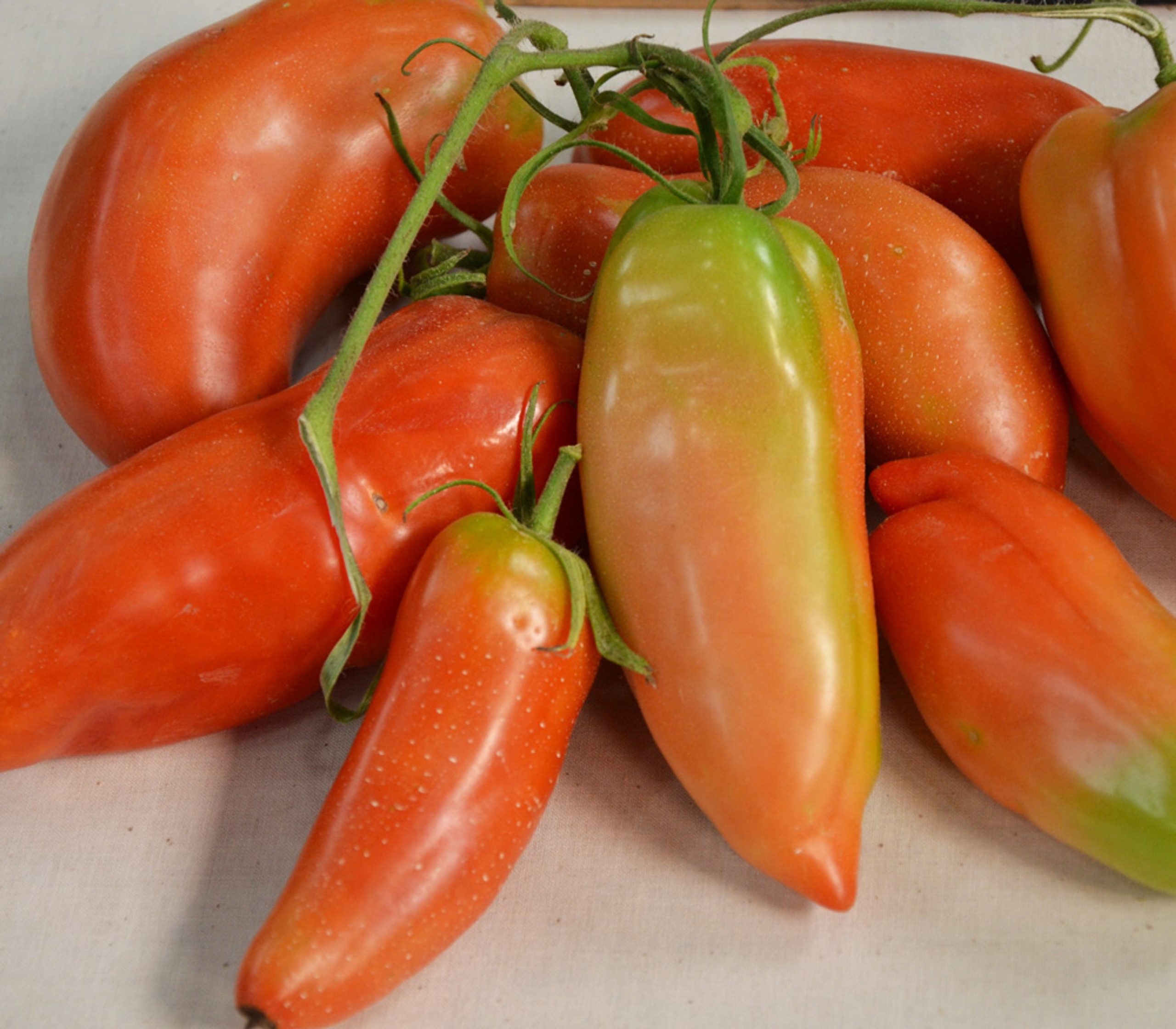 Jersey Devil Tomato Seeds