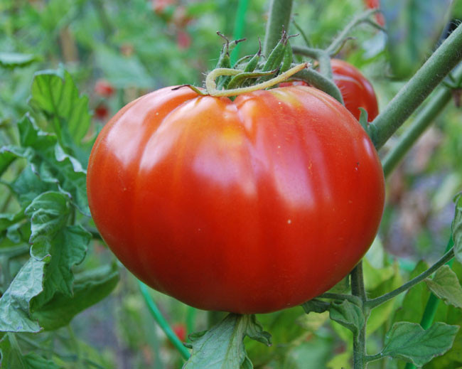 Box Car Willie Tomato Seeds