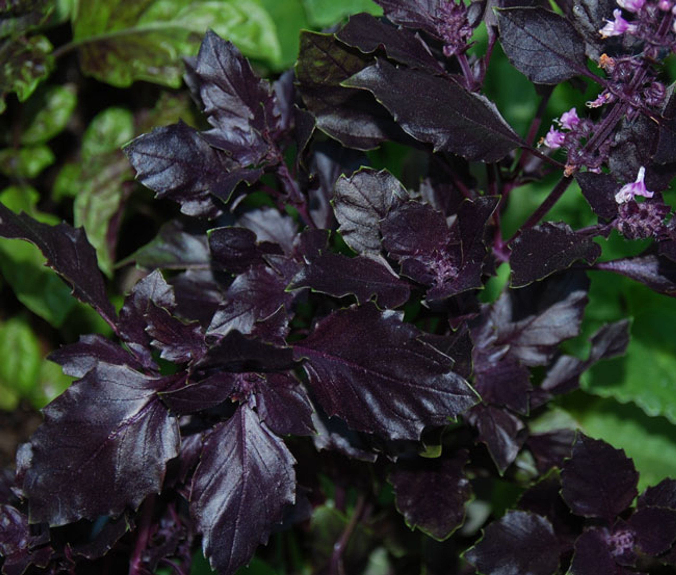 Ocimum basilicum Basil, Purple Ruffles Seeds
