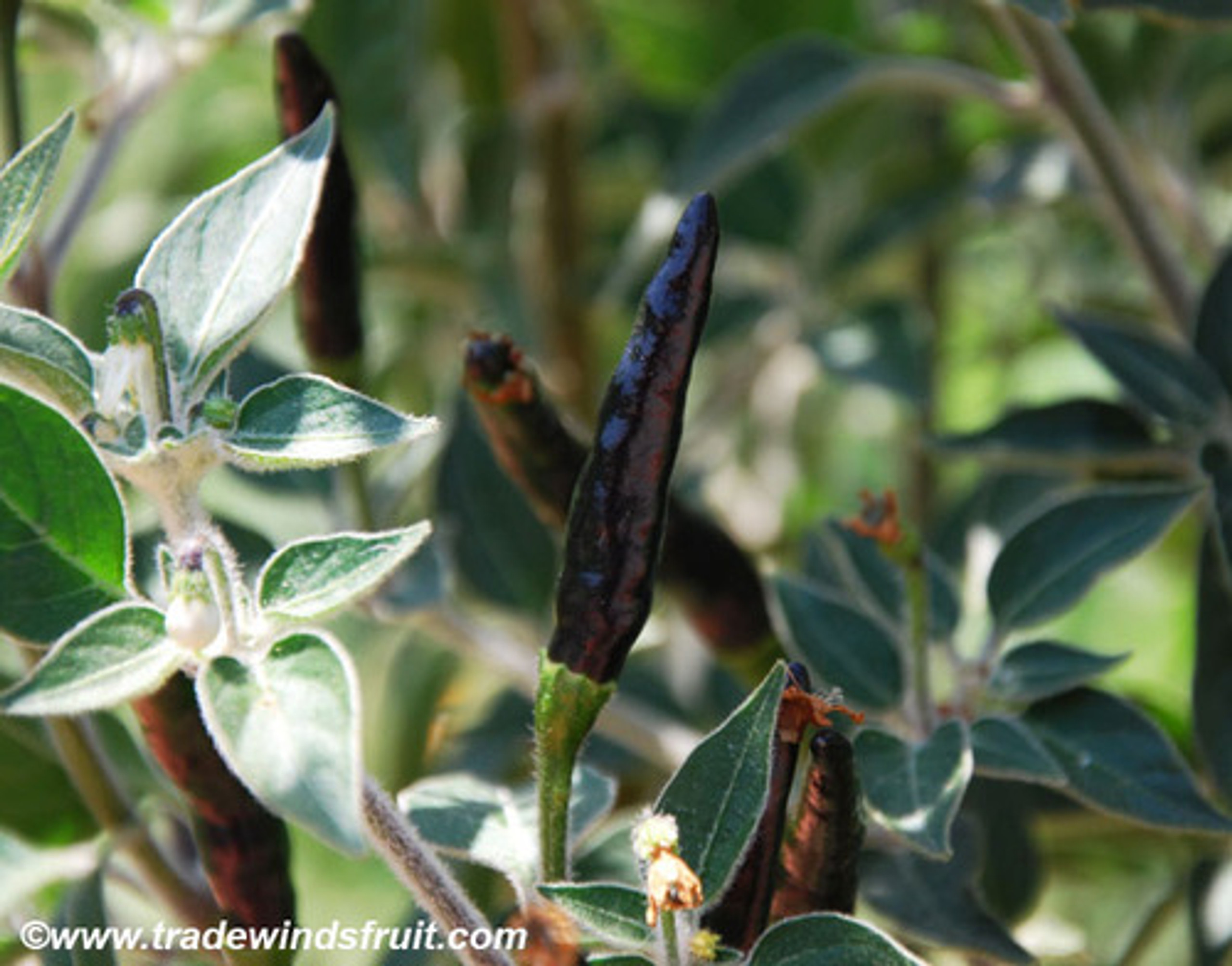 Black Cuban Pepper Seeds