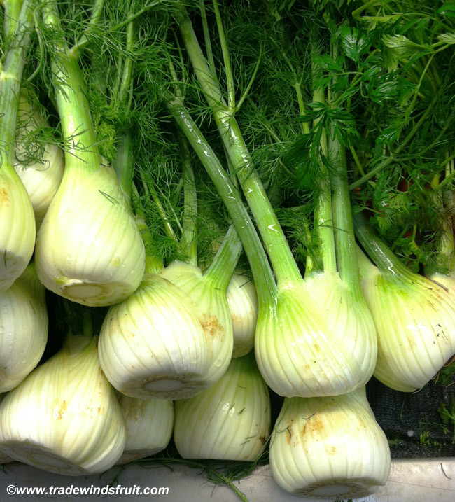 Foeniculum vulgare Fennel, Romanesco Seeds