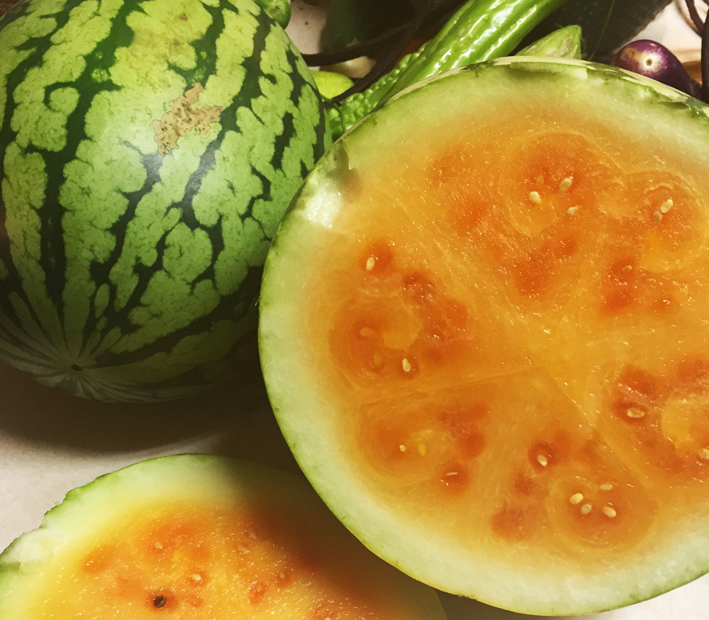 Citrullus lanatus mucosospermus Egusi Watermelon Seeds