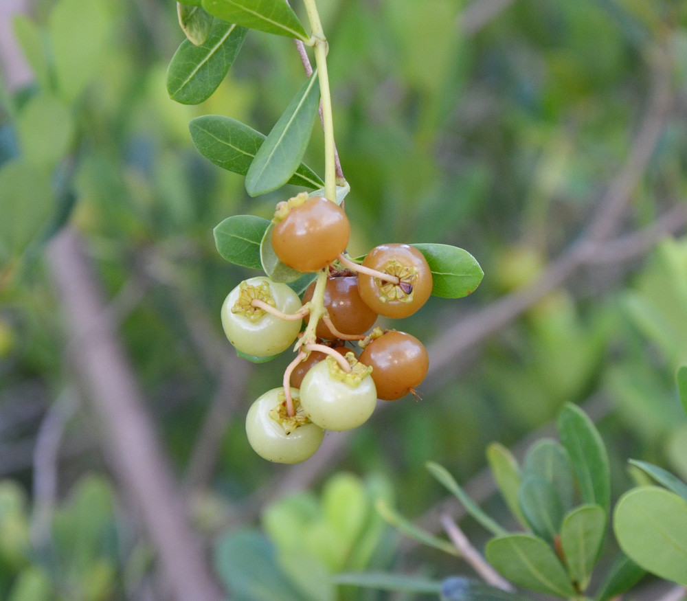 Tagetes lucida Sweet Mace Seeds