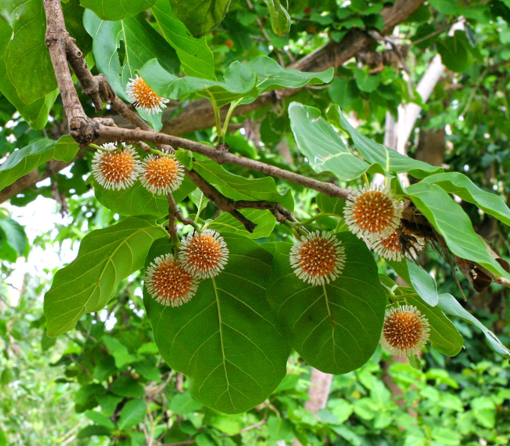 Nauclea Latifolia African Peach Seeds Nauclea Latifolia African Peach Seeds