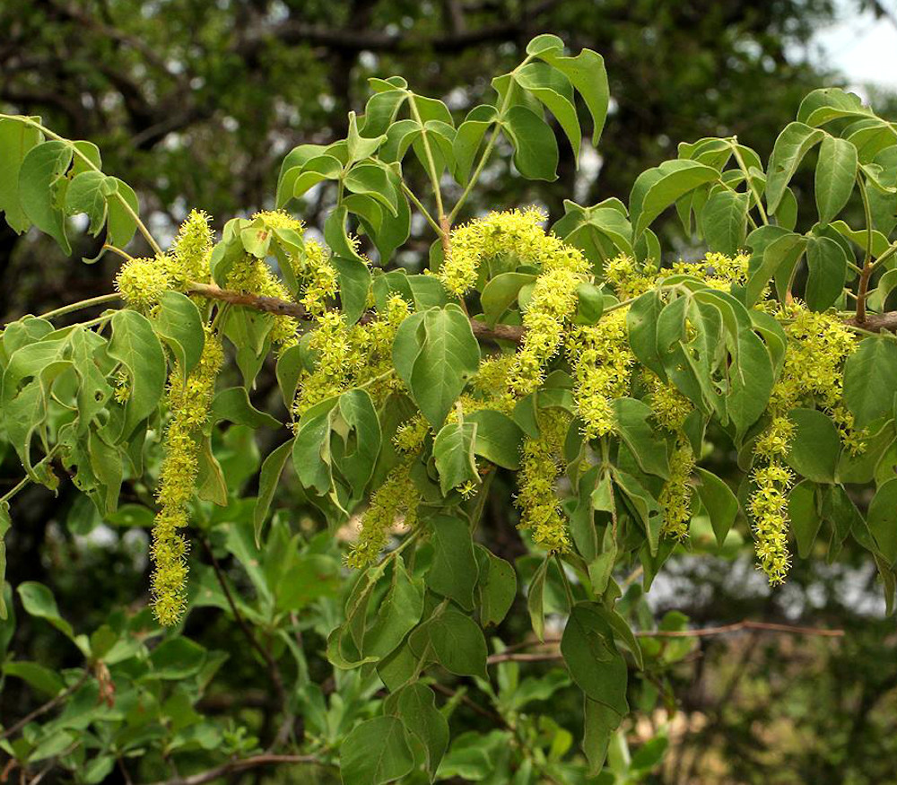 False Marula Tree Canarium schweinfurthii - African Elemi - Seeds
