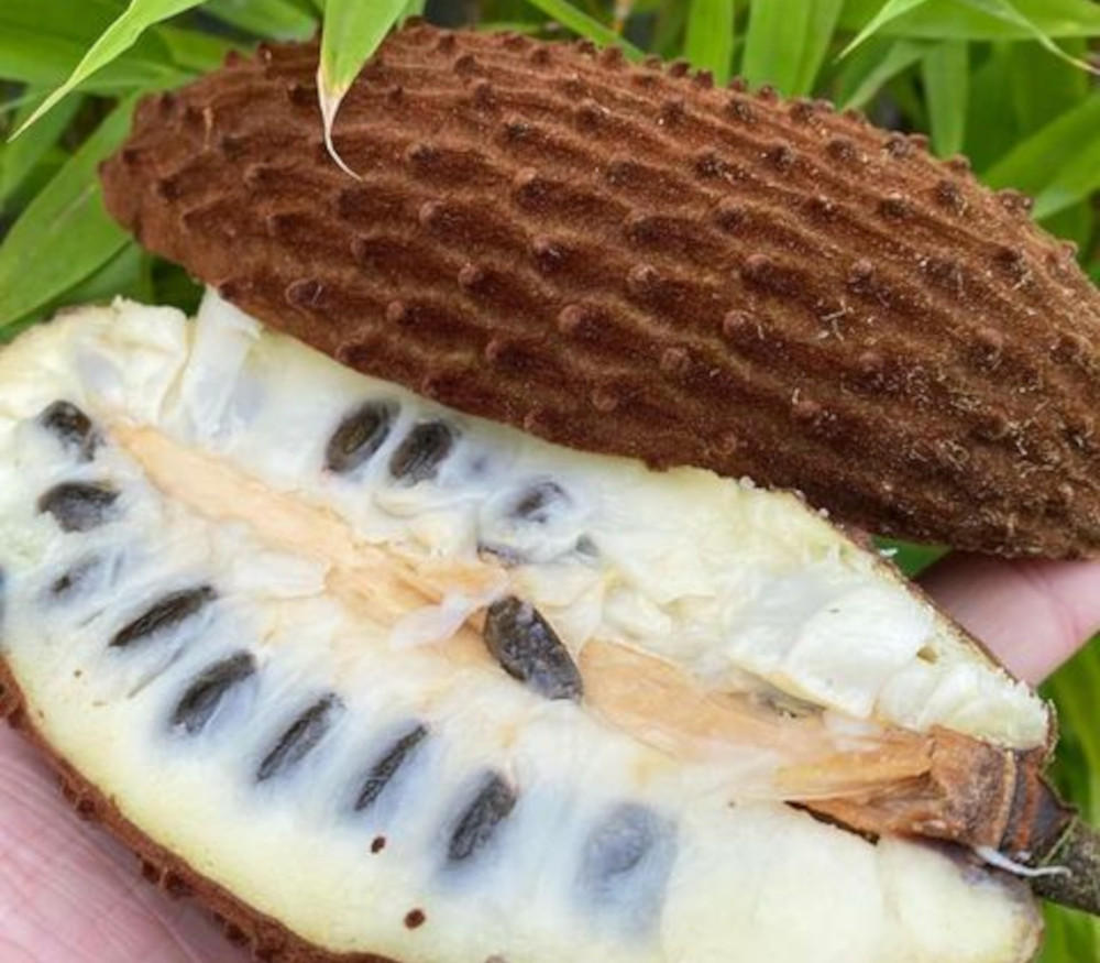 Annona purpurea - Soncoya - Seeds