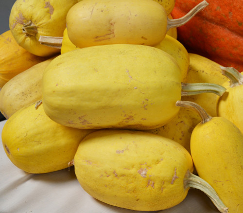 Spaghetti Squash Seeds