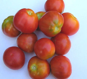 Glacier Tomato Seeds