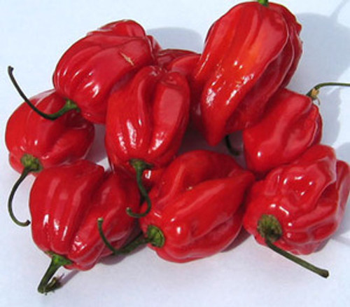 Caribbean Red Habanero Pepper