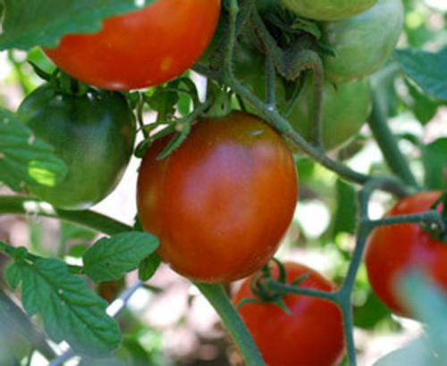 Black Prince Tomato Seeds
