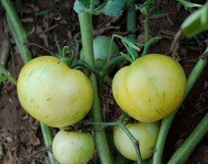 Big Yellow Zebra Tomato Seeds