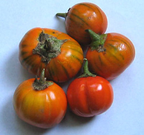 Turkish Orange Eggplant Seeds Turkish Orange Eggplant Seeds