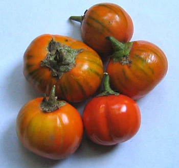 Turkish Orange Eggplant Seeds