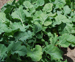 Georgia Southern Collard Greens Seeds