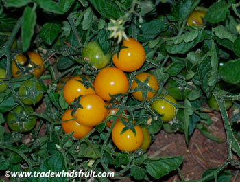 Gold Nugget Tomato Seeds