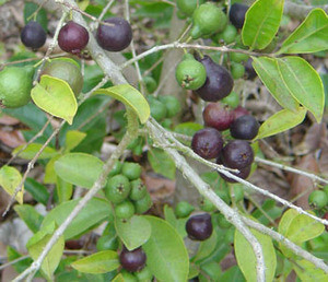 Psidium eugeniaefolia - Purple Forest Guava Seeds