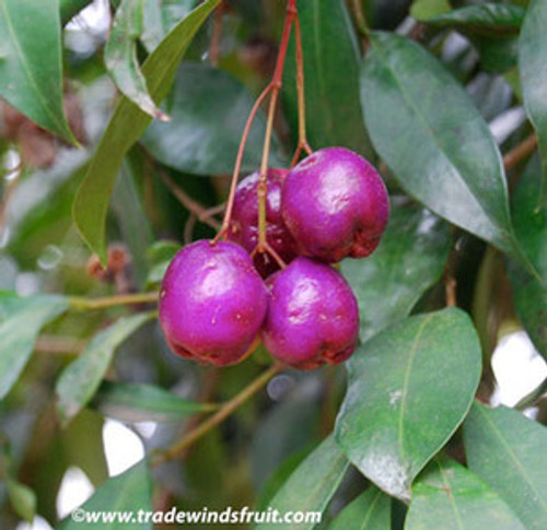 Syzygium oleosum - Blue Lilly Pilly