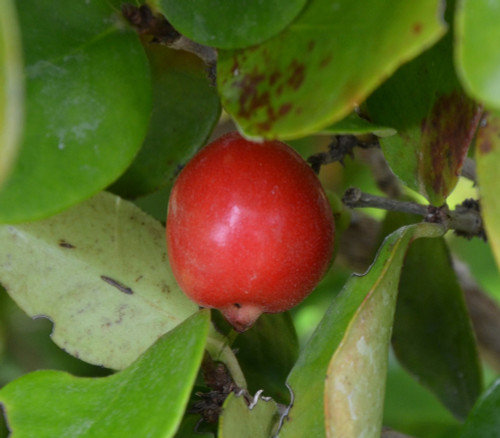 Eugenia reinwardtiana - Cedar Bay Cherry Seeds Eugenia reinwardtiana - Cedar Bay Cherry Seeds