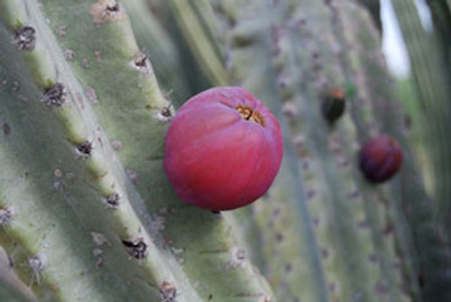 Cereus repandus - Apple Cactus Seeds Cereus repandus - Apple Cactus Seeds